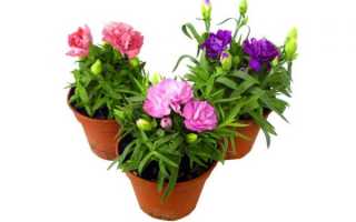 Гвоздики в саду – рюшевое настроение