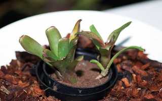 Неорегелия (Neoregelia) — описание, выращивание, фото