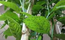 Вредители лимонов: профилактика и методы борьбы.