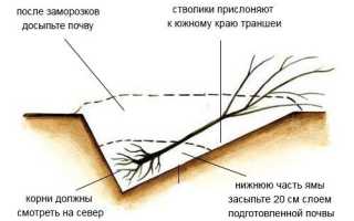Посадка вишни основными методами и правила ухода за ней