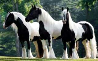 Цыганская лошадь — Gypsy horse