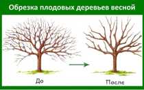 Весенняя обрезка плодовых деревьев: начнем с вишни
