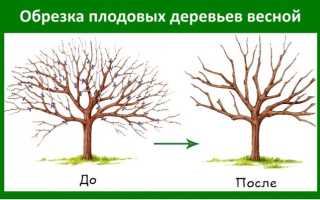 Весенняя обрезка плодовых деревьев: начнем с вишни