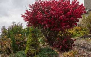 Как вырастить комнатный бересклет, способы его размножения и возможные проблемы