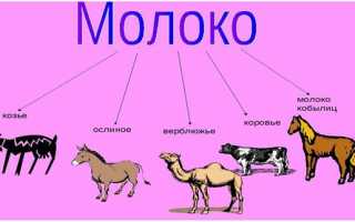 Ослиное молоко: чем полезно и чем вредно