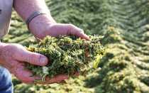 Заготовка силоса — из чего делают, как хранить, силосные ямы, видео