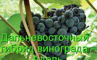 Виноград Альден: что нужно знать о нем, описание сорта, отзывы