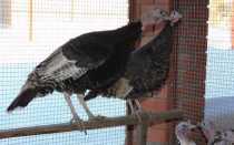 Описание бронзовых северокавказских индюков