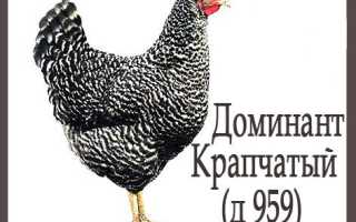 Куры доминант несущие голубые яйца