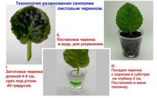 Фиалки комнатные: посадка, пересадка, уход весной, летом, осенью, зимой, подкормка и размножение в домашних условиях. Болезни фиалок с фотографиями и их лечение