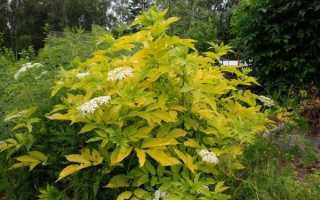 Sambucus racemosa Plumosa Aurea. Описание черной бузины Ауреа