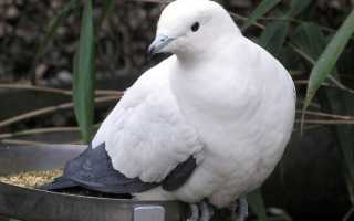 Голуби (EN: Pigeons) Птицы голубь обои, картинки, скачать 85 обои на рабочий стол. Красивые бесплатные фото животных для рабочего стола