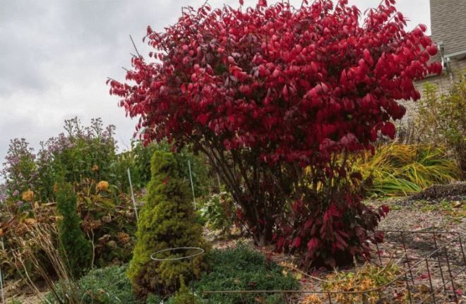 альпийская горка