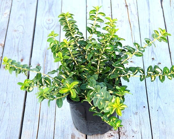 Бересклет форчуна, посаженный в цветочный горшок