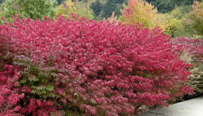 бересклет крылатый Чикаго Файер