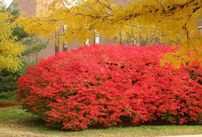 бересклет крылатый Файербол