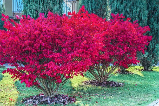 бересклет крылатый Компактус