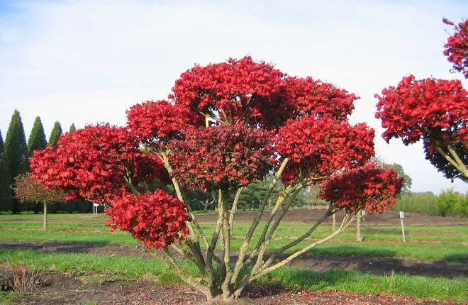 бересклет Макрофилис