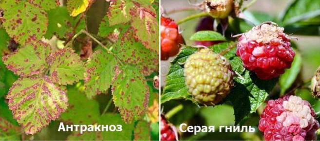 болезни малины