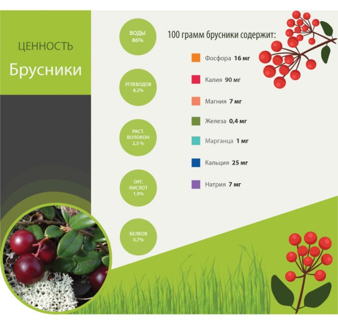 Ценность брусники - инфографика