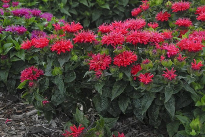 Двойчатая монарда Monarda didyma посадка и уход фото