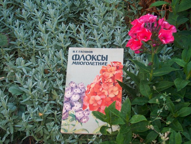 Флоксы
