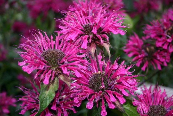 Гибридная монарда Monarda х hybrida выращивание и уход фото