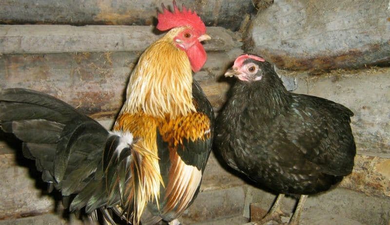 Карликовые куры породы и кроссы