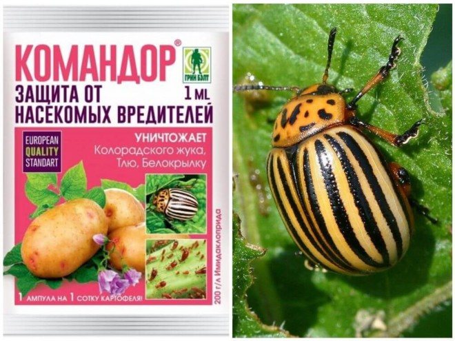 Командор