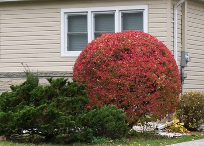 композиция с хвойными растениями