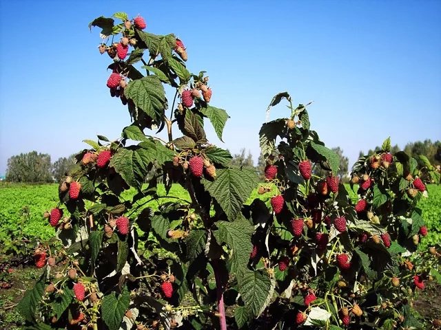 Куст малины сорта Атлант