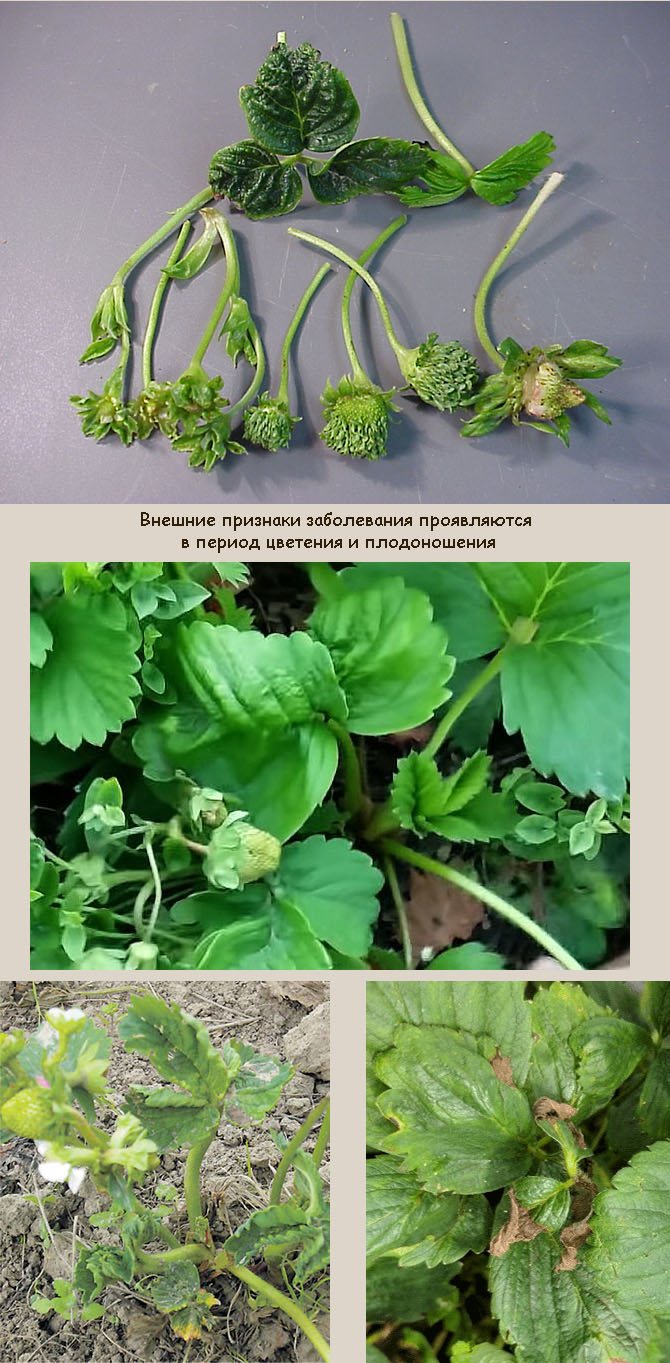 Листы клубники, пораженные нематодой