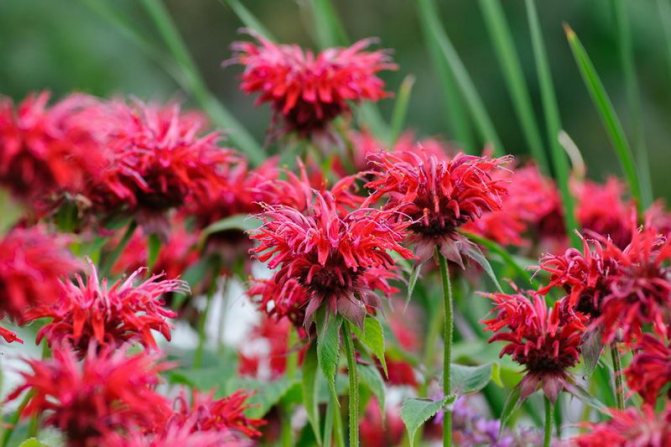 Монарда гибридная кембридж скарлет Monarda Cambridge Scarlet фото