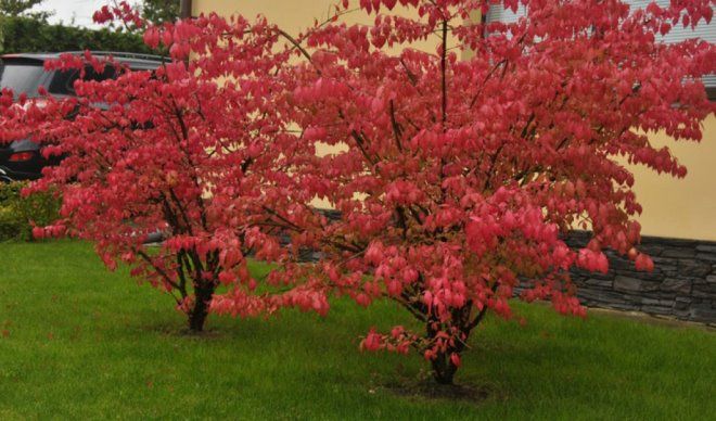 монопосадка с бересклетом крылатым