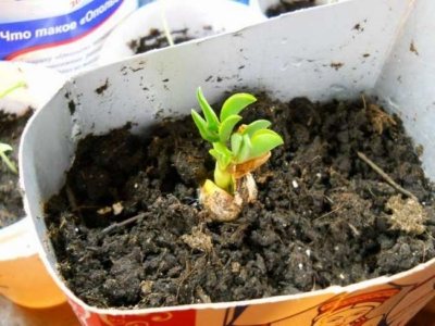 Можно ли вырастить арахис на Урале, в Сибири и как это сделать в открытом грунте? Пошаговая инструкция процедуры