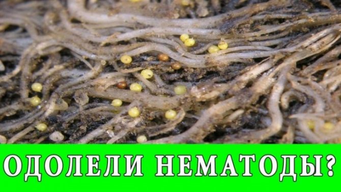 Нематода на клубнике — как бороться и что делать в первую очередь