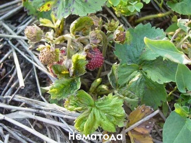 Нематода на клубнике