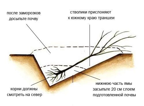 Посадка саженца вишни осенью