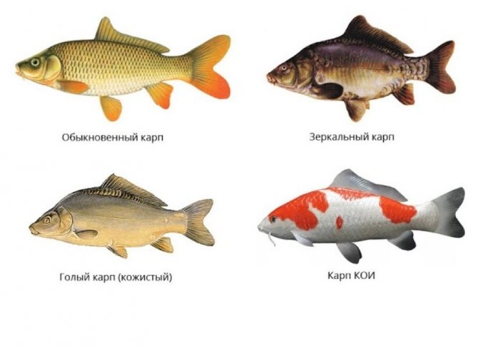 Различные виды карпов