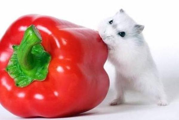 Рейтинг лучших кормов для хомячков 2021