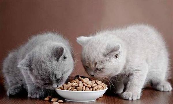 Рейтинг лучших кормов для котят 2021