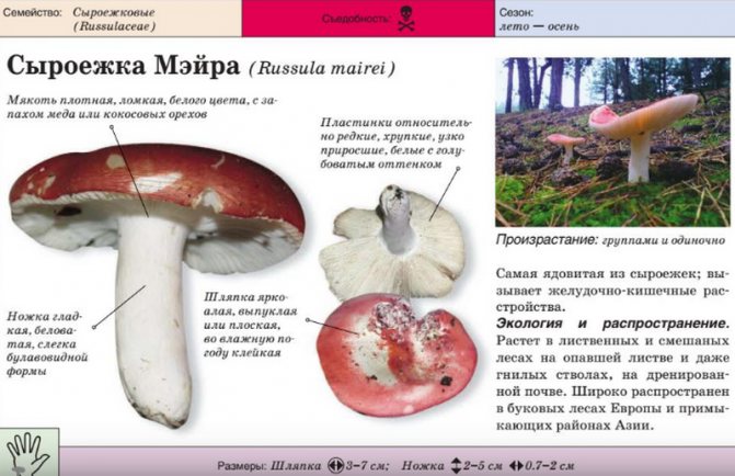 Сыроежка Мэйра