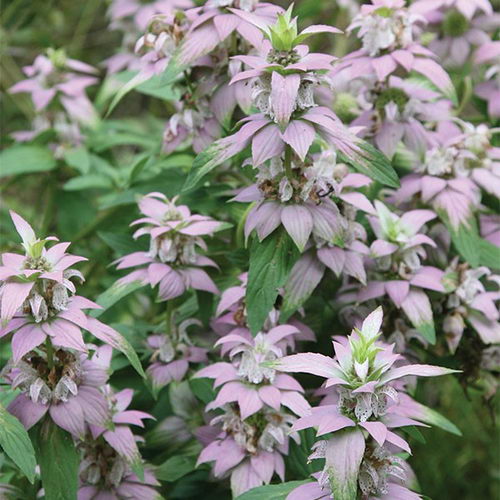 Точечная монарда Monarda punctata сорт Leu фото Выращивание и уход