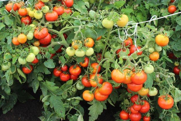 томат непасынкующийся