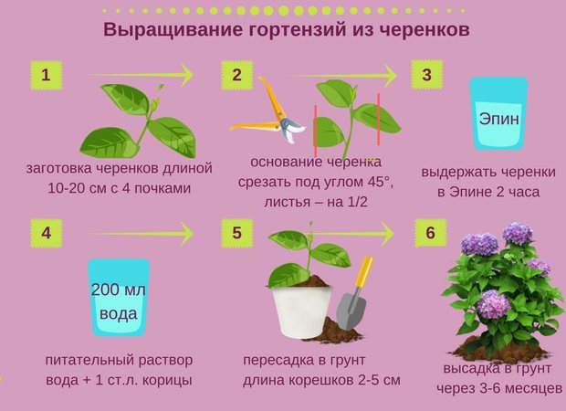 Укоренение в воде