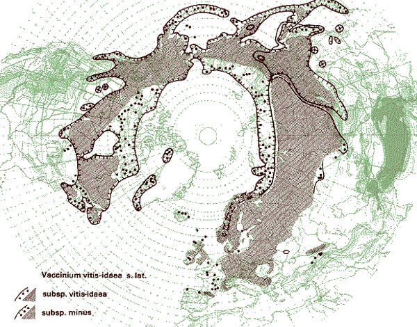 Видно, что у брусники много изолированных участков ареала.