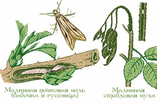 вредители малины