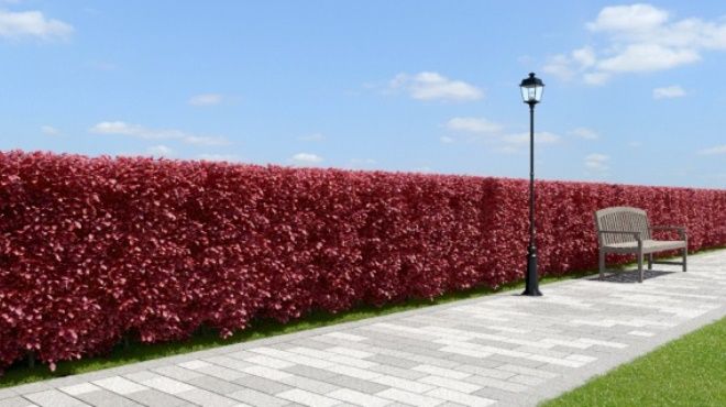 живая изгородь из бересклета крылатого